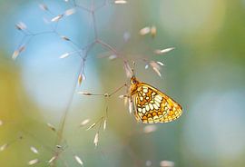 Woodland fritillary by Elles Rijsdijk