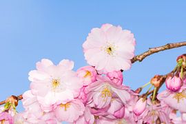 Makro Foto von rosa Kirschblüten einer Zierkirsche von ManfredFotos