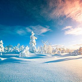 Sonnenaufgang Lappland im Schnee von HansKl