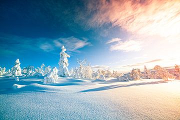Lever de soleil en Laponie dans la neige