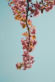 A branch with pink blossom in front of a blue sky by Robin van Steen