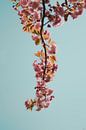 Ein Zweig mit rosa Blüte vor blauem Himmel von Robin van Steen Miniaturansicht