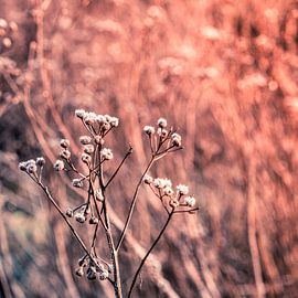 Solitary sprig of dried flowers in winter by Idema Media