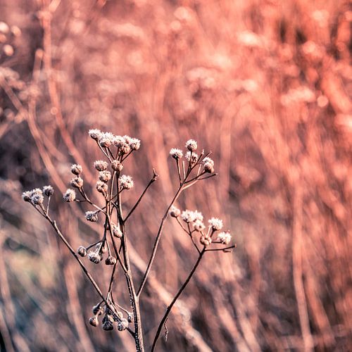 Solitary sprig of dried flowers in winter