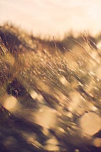 Goldenes Dünengras im Sonnenschein von Florian Kunde
