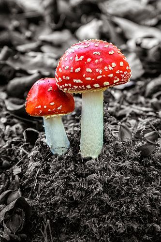 Fliegenpilz
