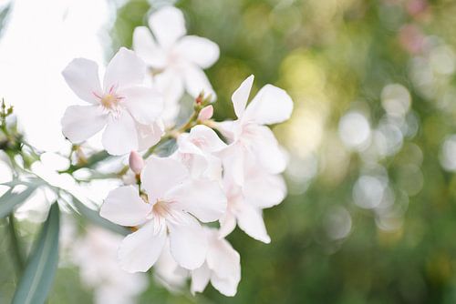 Witte Oleander | Elba Island | Italië | Bloem | Botanisch