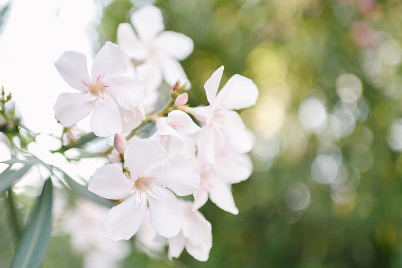White Oleander | Elba Island | Italy | Flower | Botanical by Mirjam Broekhof