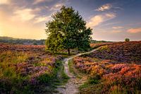 Boom op de Heide