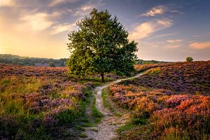 Baum auf der Heide von Martijn van der Nat