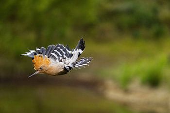 Dieser Hopser ist ein echter Stuntpilot