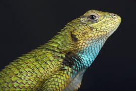 Green Spiny Lizard (Sceloporus malachiticus) by Ronald Pol