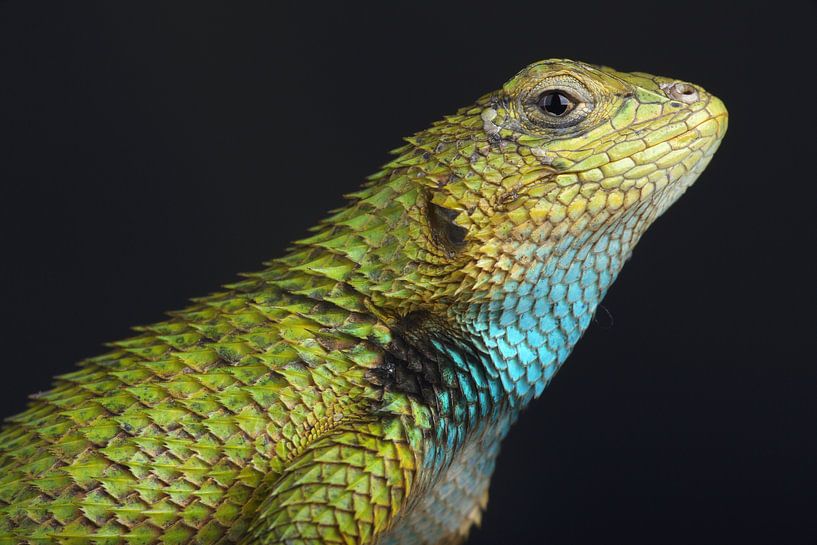 Smaragdstechrochen (Sceloporus malachiticus) von Ronald Pol