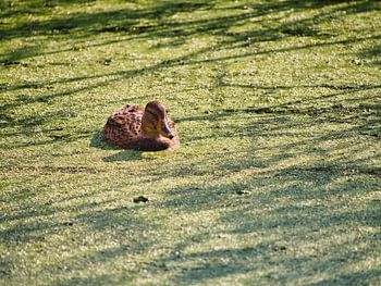 Wild duck in a green pond