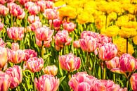 Kleurrijk veld tulpen van Stedom Fotografie thumbnail