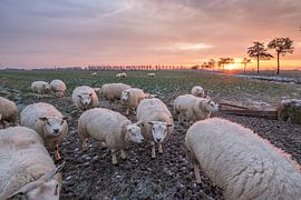 Schapen by Moetwil en van Dijk - Fotografie