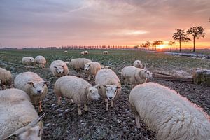 Schapen sur Moetwil en van Dijk - Fotografie