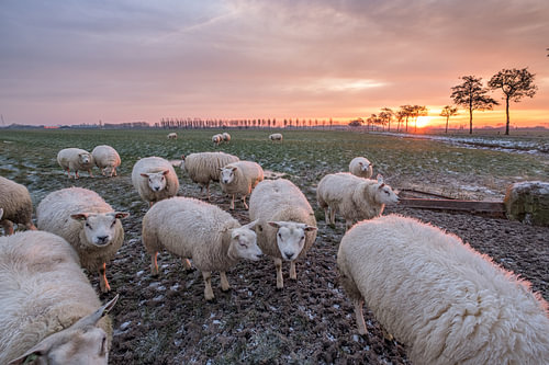Schapen