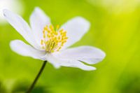 Wood anemone