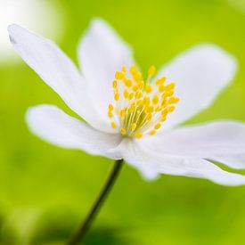 Wood anemone by Mark Dankers