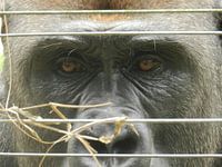 Zilverrug Gorilla