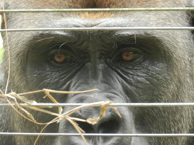 Silberrücken-Gorilla von Els Royackers