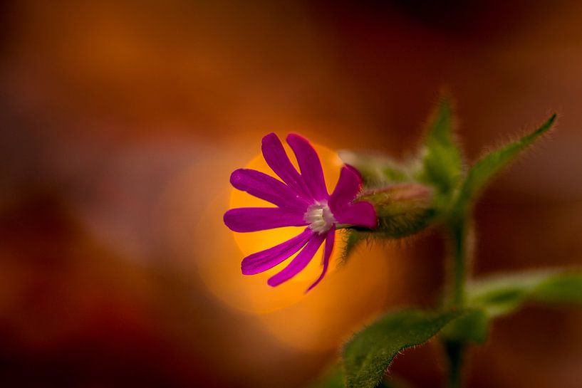 Day cuckoo flower by peterheinspictures