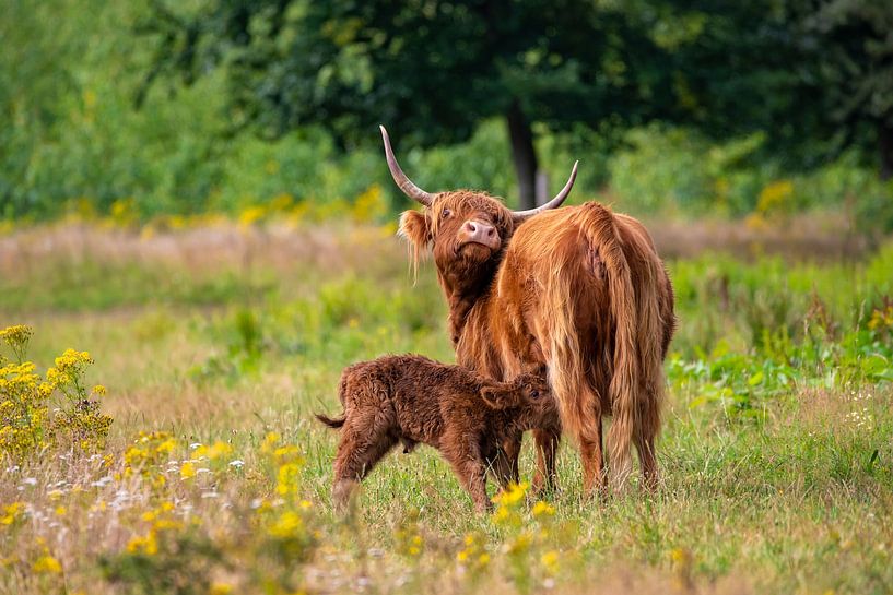 Hochlandkalb trinkt bei Mama. von Els Oomis