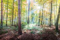 Het bos in herfstkleed van Hannes Cmarits thumbnail