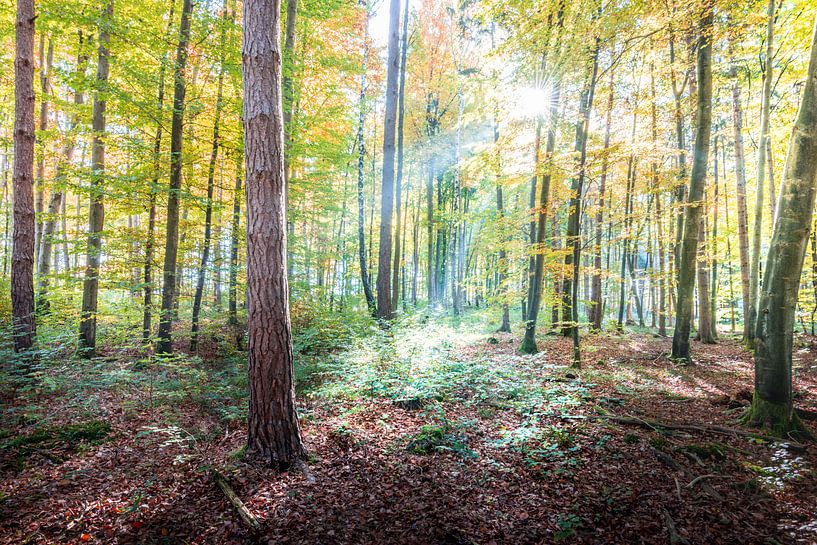 Der Wald im Herbstgewand von Hannes Cmarits