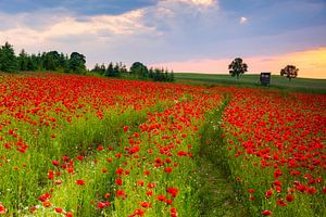 Champ de coquelicots à la périphérie de Chemnitz