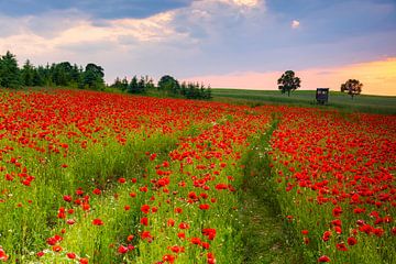 Poppy field on the outskirts of Chemnitz by Daniela Beyer