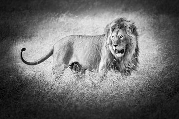 leeuw in Tanzania van Danny D'hulster