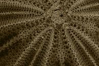 An abstract macro photograph of the exoskeleton of a sea urchin by Retrotimes thumbnail