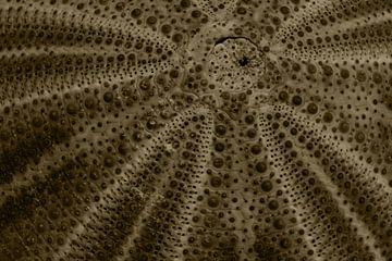 Een abstracte macrofoto van het exoskelet van een zee-egel van Retrotimes