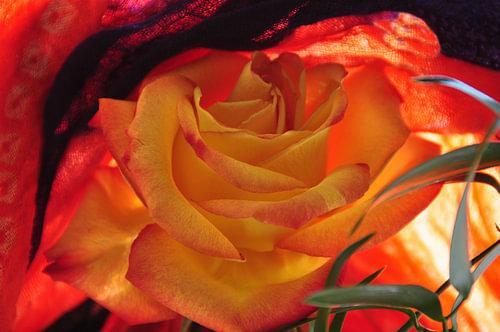 FLOWER DREAMS 38