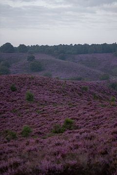 Le Veluwe se réjouit