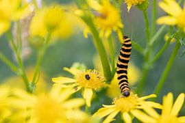 Chenille de Saint Jacob sur le Millepertuis sur Jolanda de Jong-Jansen