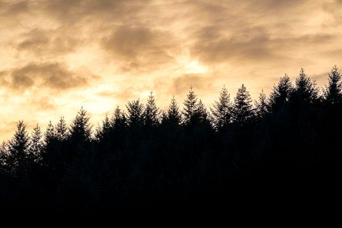 Bos Silhouet bij Gouden Zonsondergang