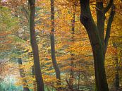 Herfstkleuren van Niels Eric Fotografie thumbnail