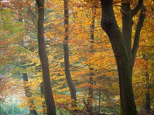 Colours of Autumn von Niels Eric Fotografie