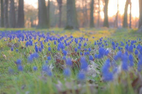 Hyacinten in Doornzele