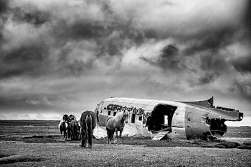 Flugzeugwrack mit Pferden auf einer Wiese im Nordosten Islands. von Ron van der Stappen