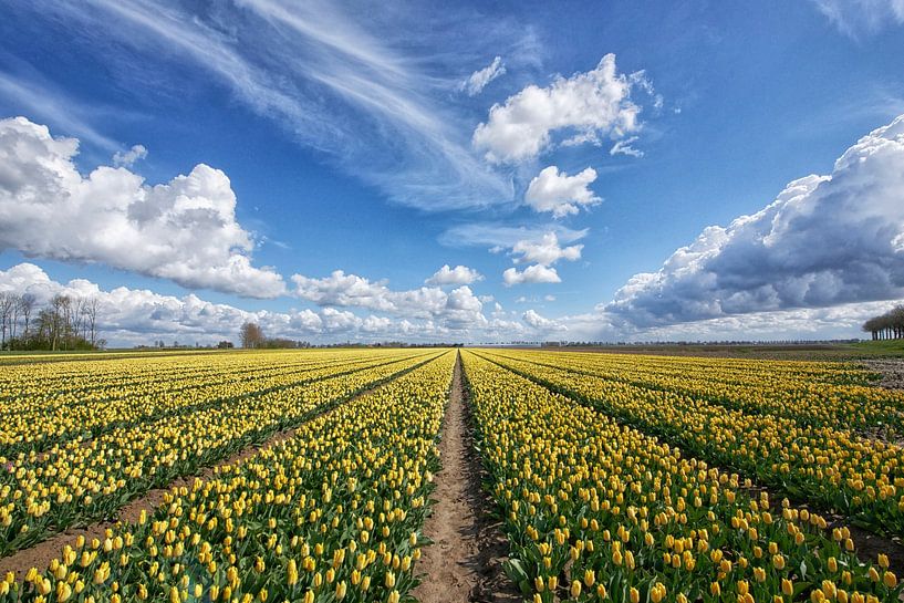 Flower bulb fields Goeree-Overflakkee by Tilly Meijer