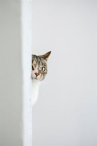 Nieuwsgierige kat