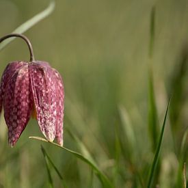 Wilde Kievitsbloem, Flora, Overijssel, Hasselt, Zwartewaterland van Corrie Post