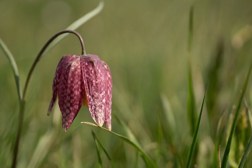 Wilde Kievitsbloem, Flora, Overijssel, Hasselt, Zwartewaterland van Corrie Post