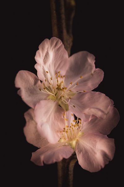 Fine art Cherry blossom by Sandra Hazes