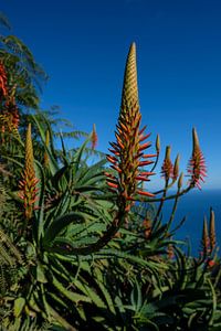 bloemetjes op Madeira van Eric Hokke