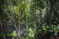 Puentes Colgantes Arenal – Mistico Park